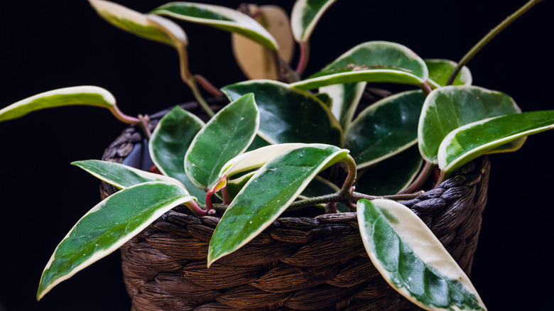 A variegated Hoya 'Krimson Queen' plant sits in a woven basket.