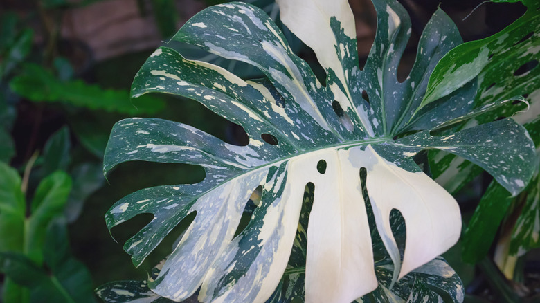 A variagated Monstera leaf features large white sections and white flecks against dark green.