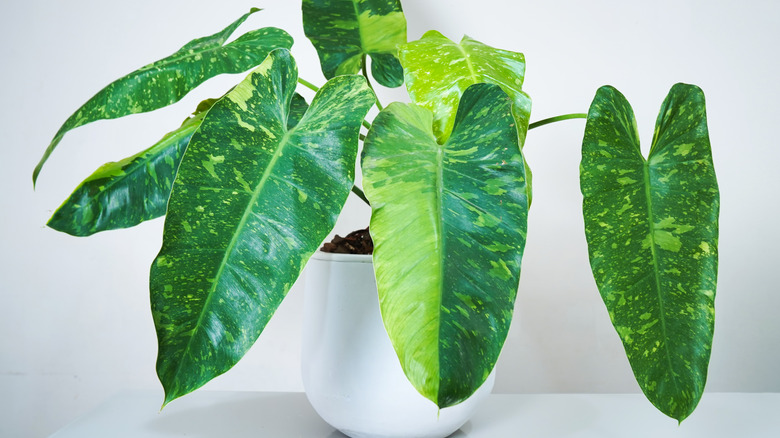 A Philodendron 'Jose Buono' with variegated leaves sits in a plain white pot.