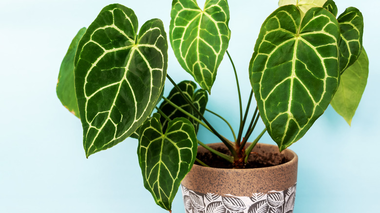 A potted anthurium 'Crystallinum' features dark green leaves with light yellow-white veins.