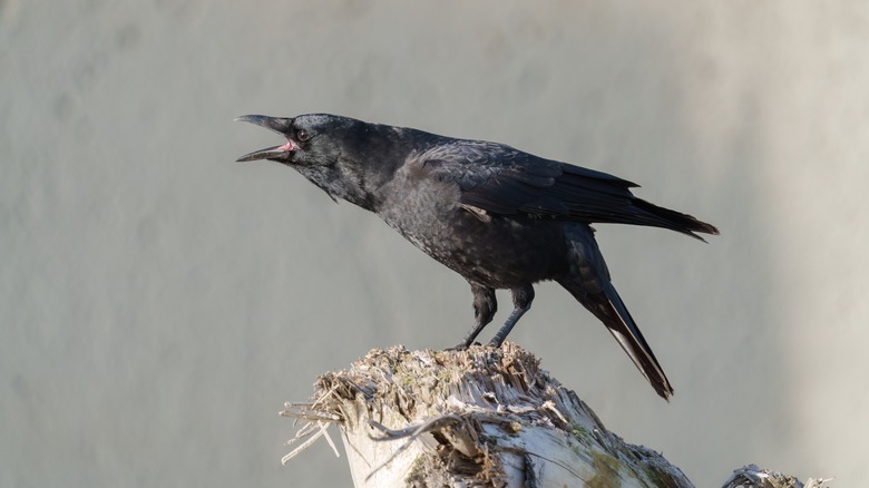 Crow perched on piece of wood