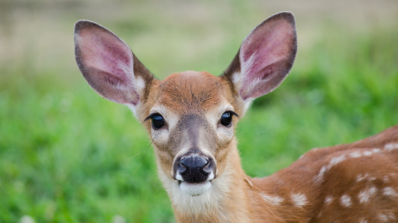 Close-up of a young deer