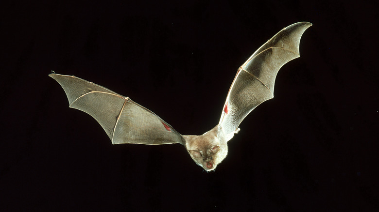 Bat flying at night