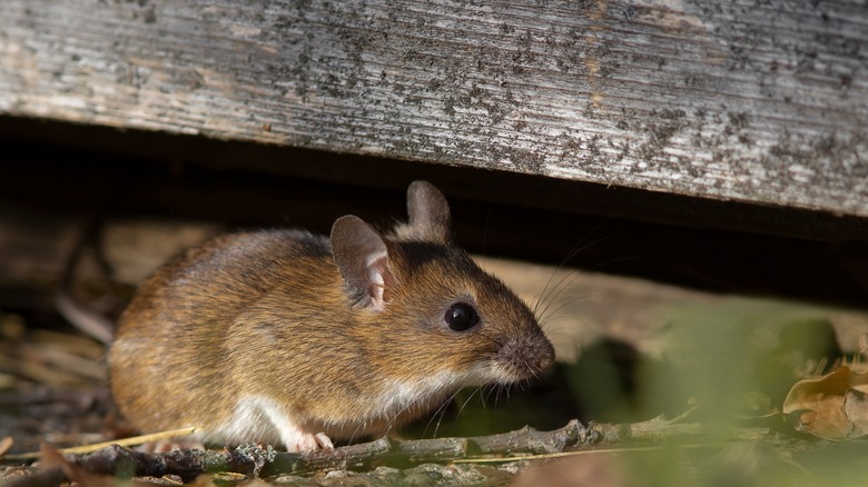 Close-up of brown mouse