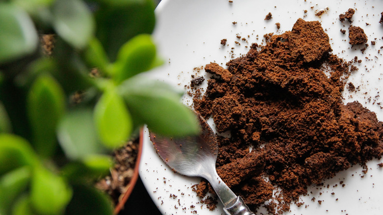 Closeup of coffee grounds next to a succulent plant