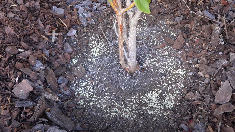 Sulphur pellets under blueberry bush