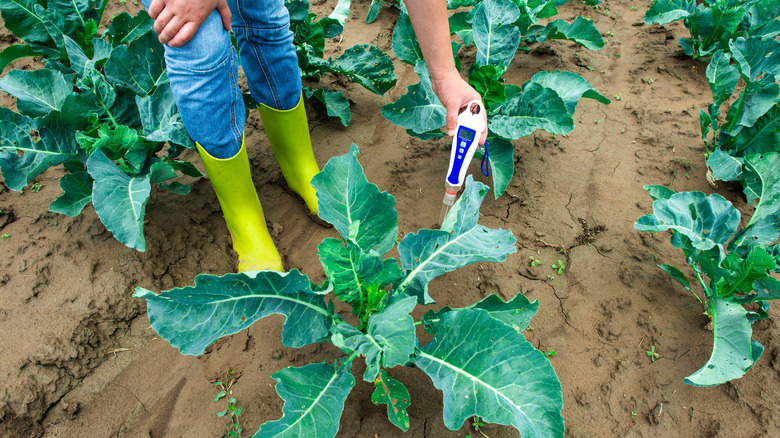 pH meter testing Garden soil 