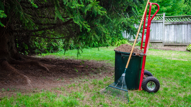 Raked pine needles in bin