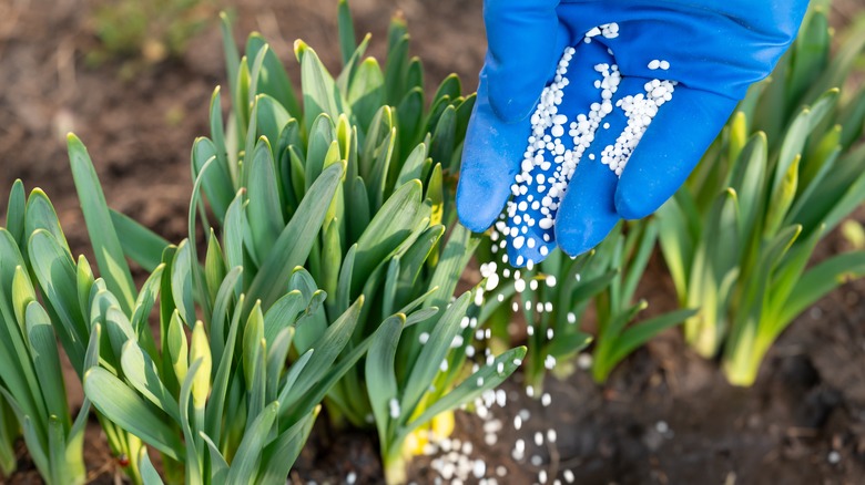 Spreading fertilizer over planted crops