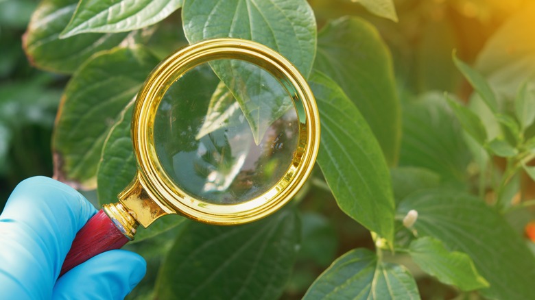 A magnifying glass being held up to a plant's leaves