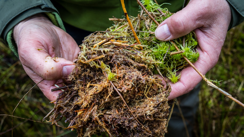 Two hands holding a clump of fresh moss