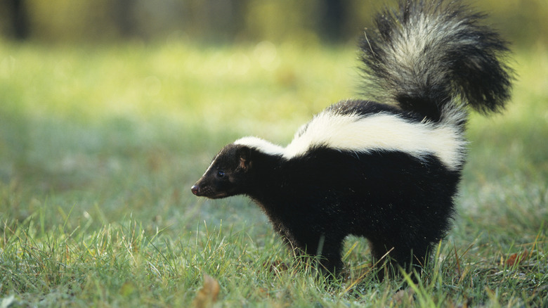 skunk spraying