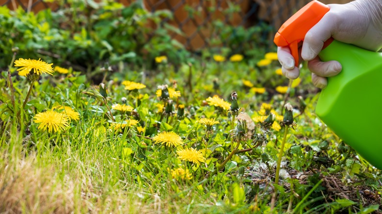 Spraying dandelions with weed spray