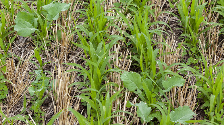 Cover crops growing in a garden