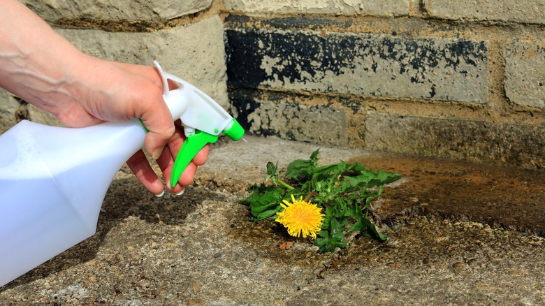 spray bottle on weed