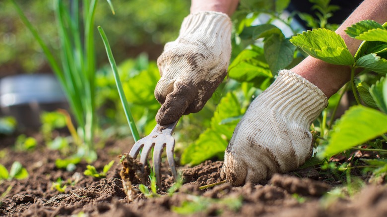 Pulling weeds from a garden