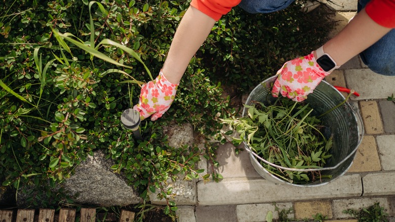 Overhead shot of a woman weeding a garden