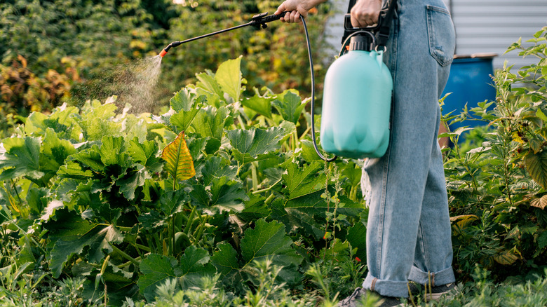 Spraying a garden with herbicide