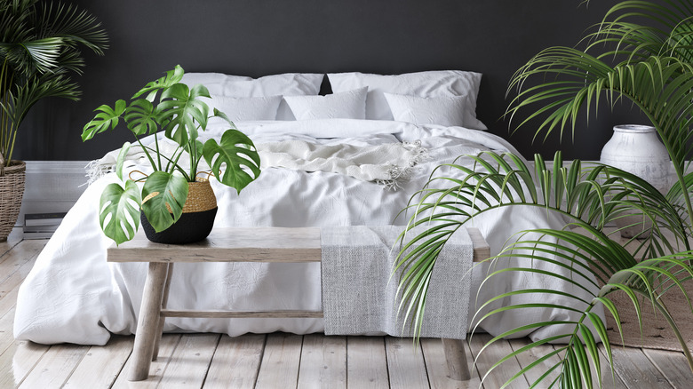 plants in a black bedroom