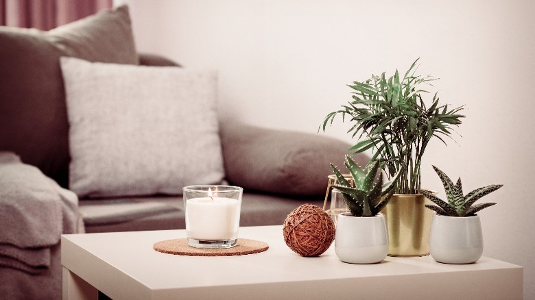 plants on coffee table