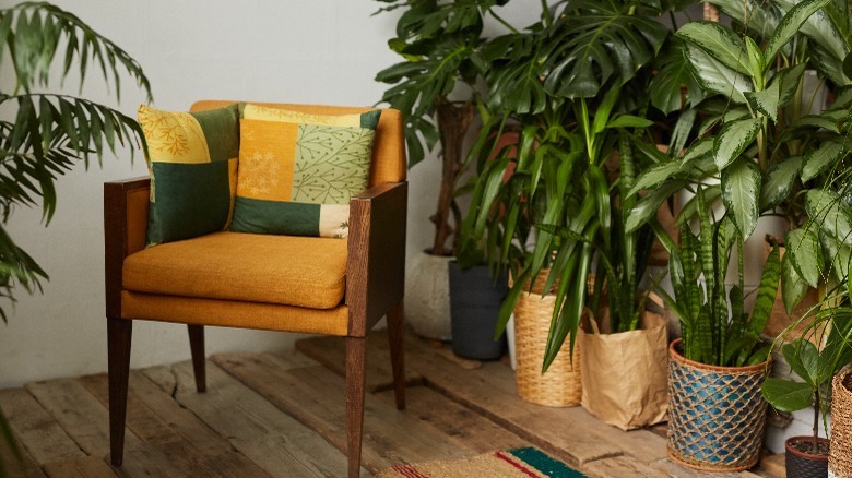 Single chair surrounded by plants