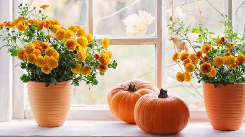 yellow chrysanthemum bouquets