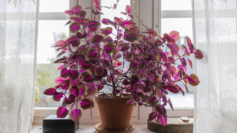 red coleus plant