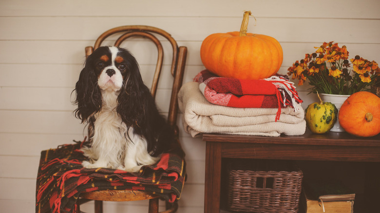 plaid blanket decor 