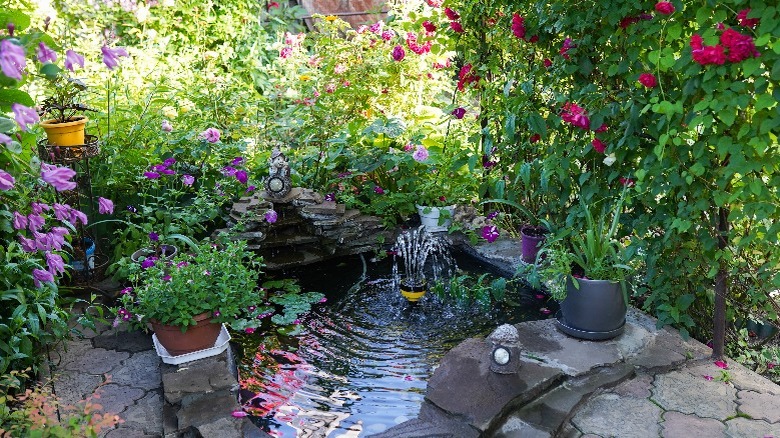 Backyard with pond and plants