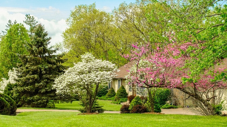 Trees in a yard