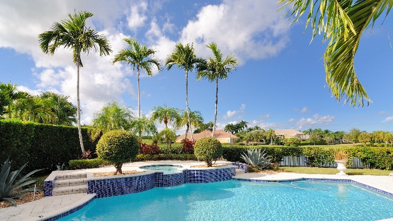 Palm trees by a pool