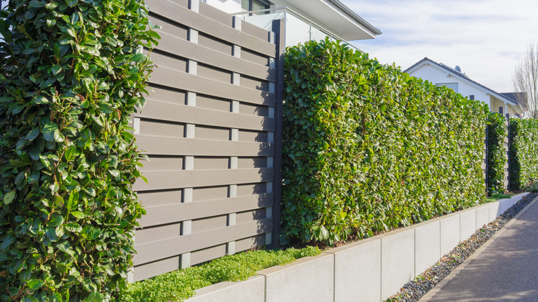 Privacy fence with hedges