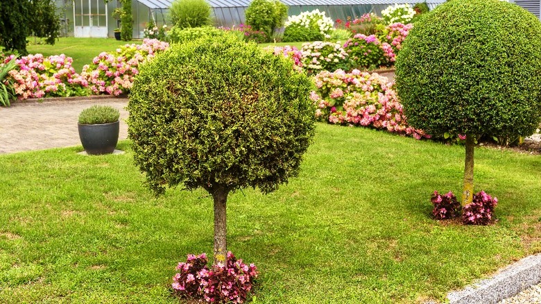 Flowers and topiary trees