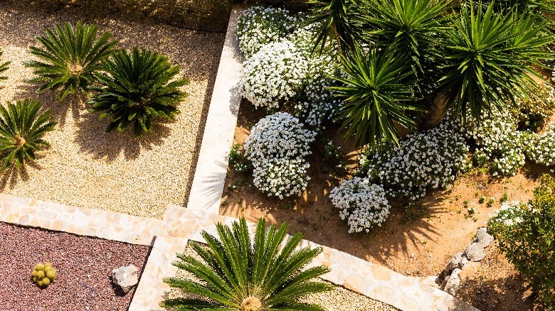 Sand-loving plants in gardens