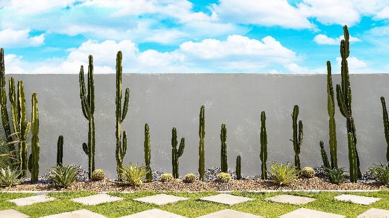 Cactus garden