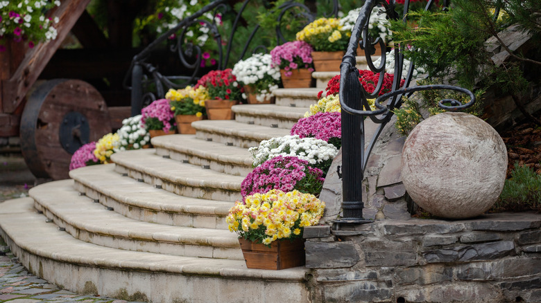 wooden potted plants 