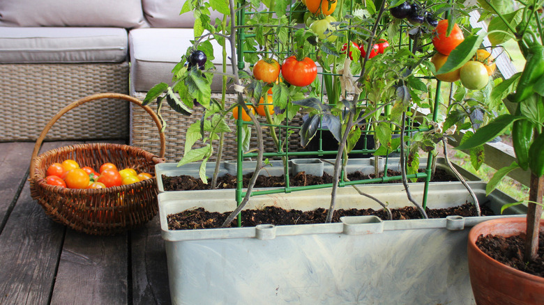 tomatoes growing on balcony