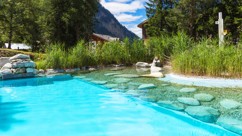 pool beside tall grass