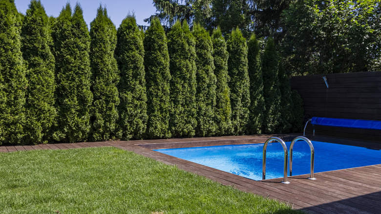 backyard with a plunge pool