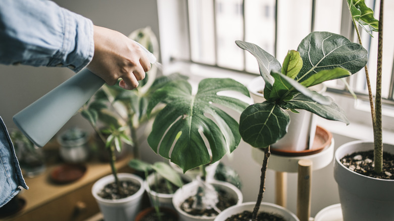 A person sprays water on a Monstera plant