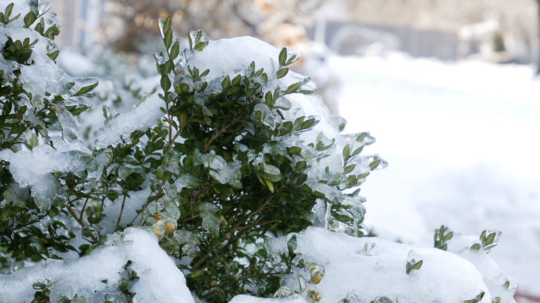 rosebush with snow