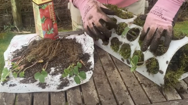 hands planting strawberry plants