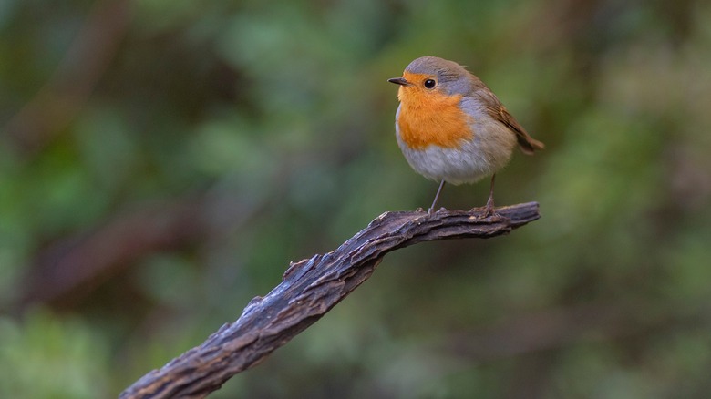 Little robin bird on branch