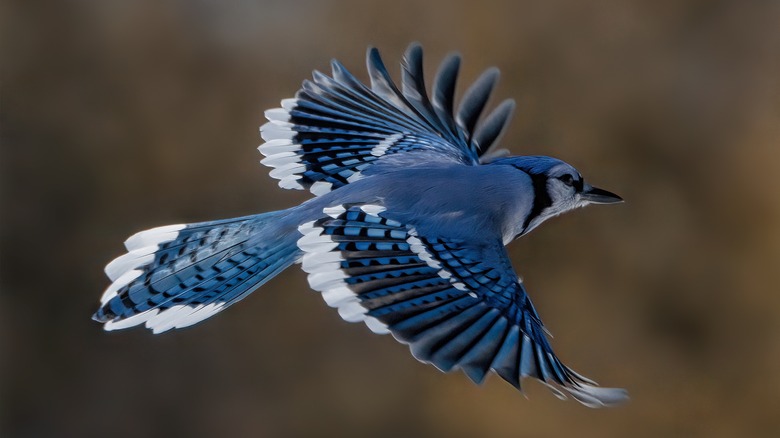 Bluejay in flight