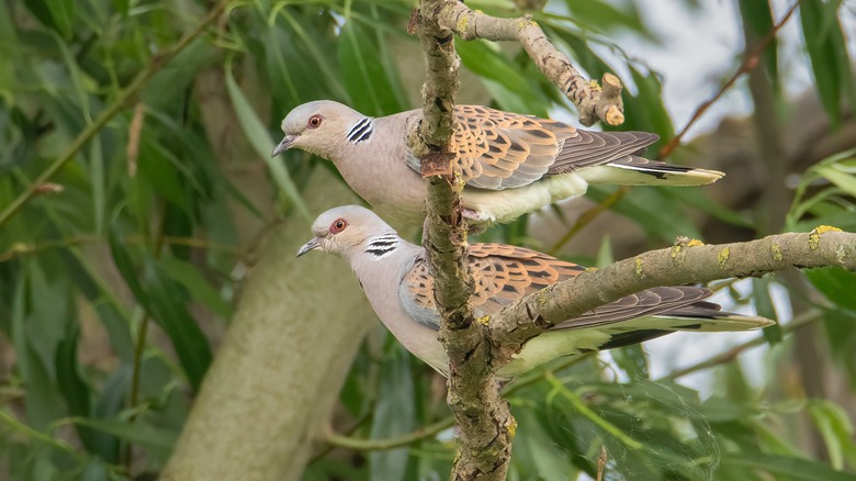 Doves perched on a green tree
