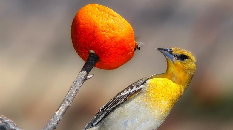 Oriole with an orange