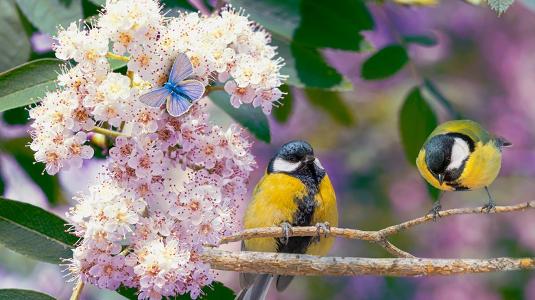 Chickadees perched on pink flowers