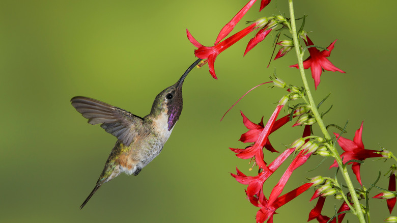 Hummingbird drinking from red flower