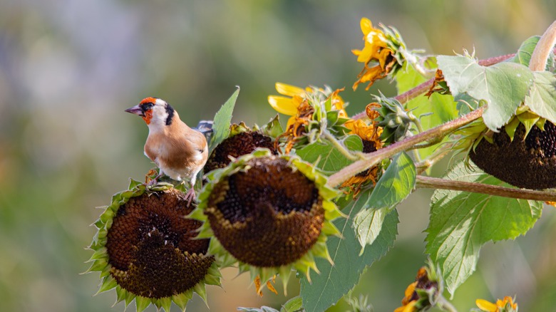 Goldfinch perching on a yellow sunflower plant