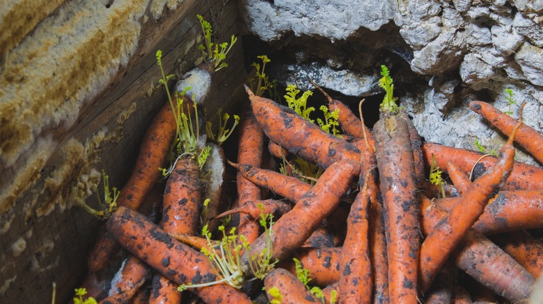 Produce rotting in a cellar 